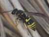 Ancistrocerus sp.